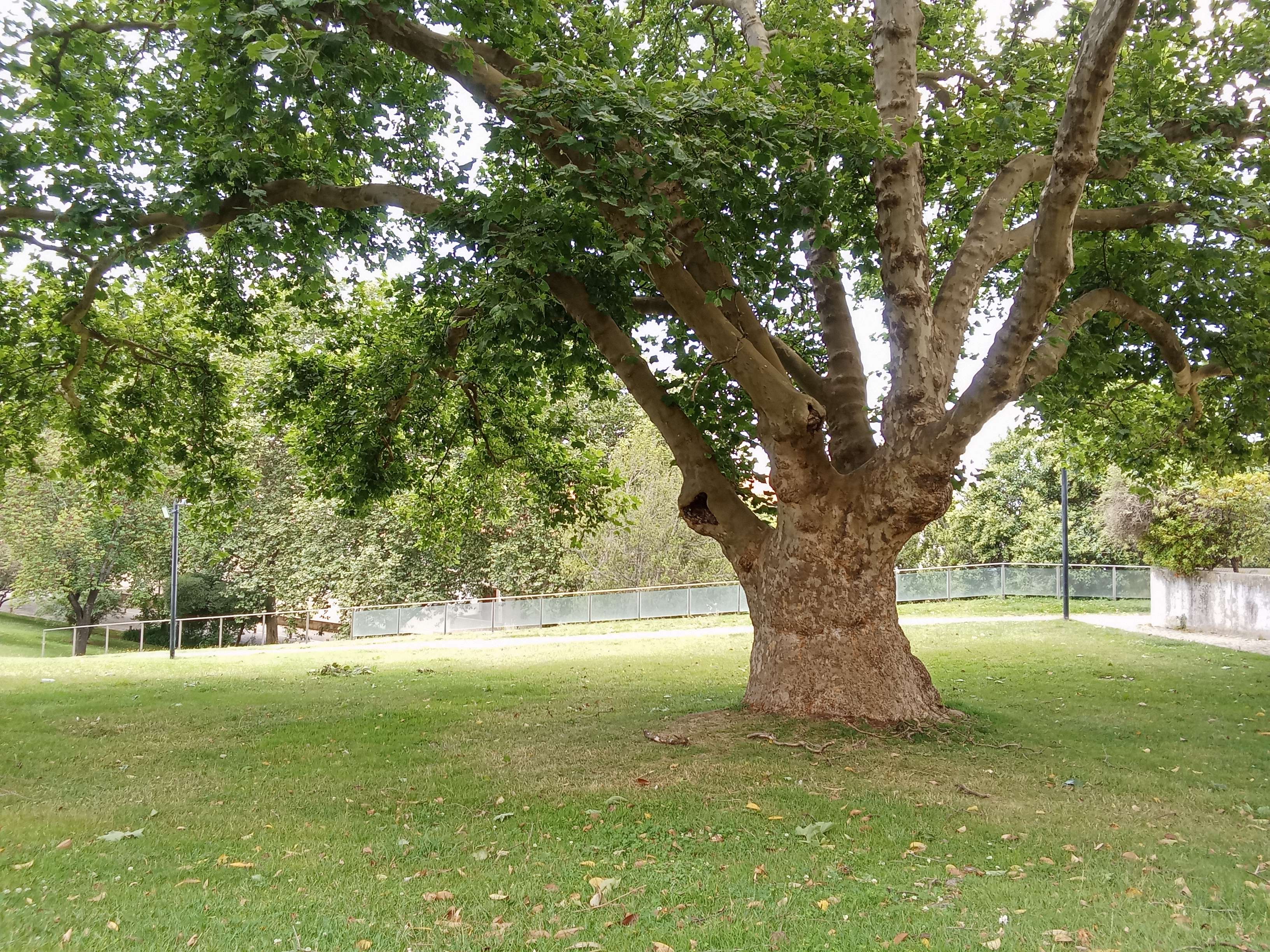 the tree of friendship! if you find this tree irl, climb it and look inside the middle branch from this photo's perspectives' hole and you'll find a lil gemstone inside. if you find it you will be considered part of the tree of friendship friend group!